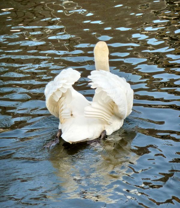 Cygne P1020127