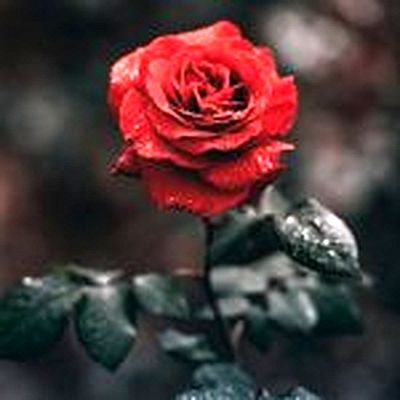 Lagadec rose rouge 12