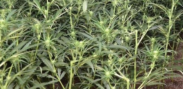 cannabis plants Roubaix mdwsae 2ds 4163458